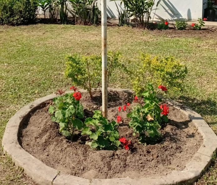 Recursos Naturales Plan Arbolado CIC NORTE 6