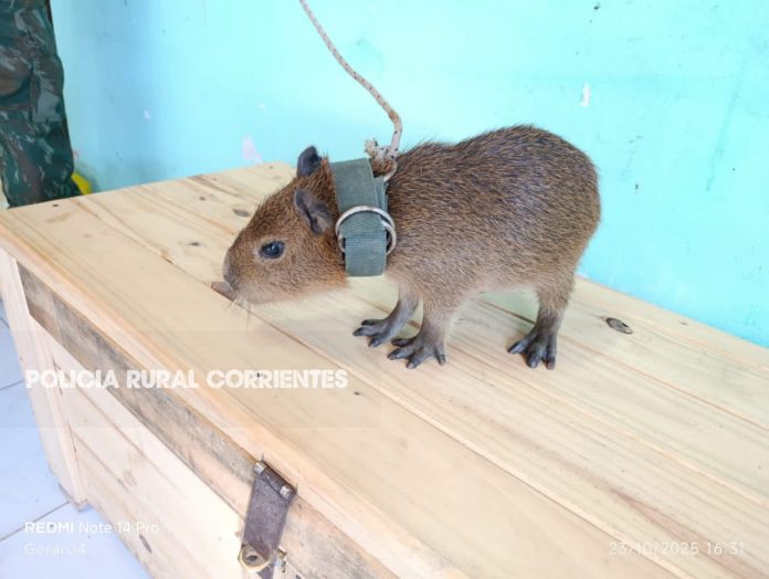 WhatsApp Image 2025-10-28 at 08.56.20