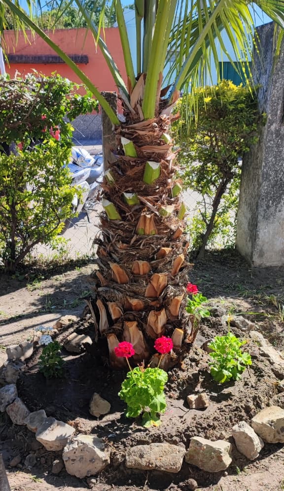 trabajos limpieza y plantacion malvones Sala San Ramon 6