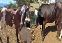 LA POLICIA HALLÓ DOS ANIMALES VACUNOS QUE ESTABA ESTRAVIADOS