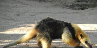 POLICIA DE CORRIENTES AYUDA A UNA FAMILIA A CAPTURAR Y PONER A RESGUARDO A UN OSO MELERO