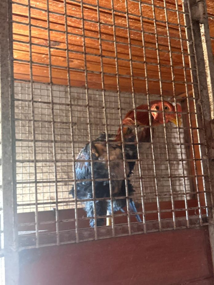 WhatsApp Image 2025-11-16 at 11.01.35