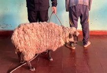 PERSONAL DE LA POLICIA DE CORRIENTES LOGRA RECUPERAR UNA OVEJA QUE HABRÍA SIDO ROBADA RECIENTEMENTE