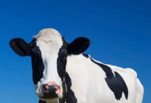 TRAS TAREAS INVESTIGASTIVAS LA POLICIA RECUPERÓ ANIMAL VACUNO RECIENTEMENTE SUSTRAIDO