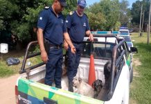 POR MALTRATO A LOS ANIMALES, SECUESTRAN A TRES CANES