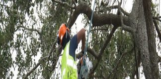 “PROTECCION DEL ARBOLADO URBANO”