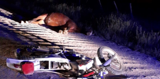 SINIESTRO VIAL ENTRE UNA MOTO Y UN EQUINO