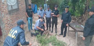 ALLANAN UNA VIVIENDA Y SECUESTRAN PLANTAS DE CANAVIS SATIVA