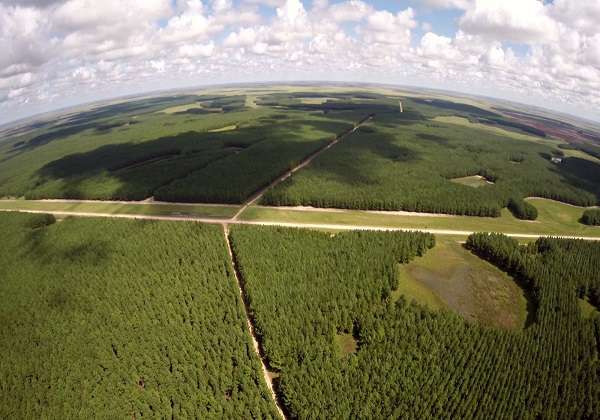 Forestacionaerea
