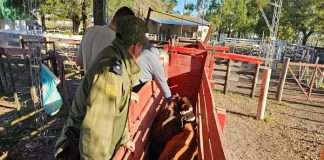 SAUCE: DETIENEN A TRES HOMBRES QUE ESTARÍAN VINCULADOS A UN HECHO DE ABIGEATO