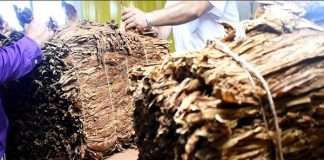 CAMPAÑA 2025/26: NUMMERO ACTUALIZADO DEL ACOPIO DEL TABACO