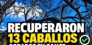 SAUCE: RECUPERAN 13 CABALLOS ROBADOS E IMPUTAN A TRES PERSONAS POR SUPUESTO ABIGEATO