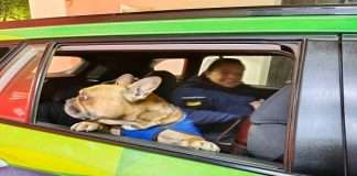 SAN LUIS DEL PALMAR : EL TRABAJO REALIZADO POR LA POLICIA DE CORRIENTES, LOGRÓ QUE UNA FAMILIA RECUPERE Y SE REENCUENTR CON SU MASCOTA, UN BULLDOG FRANCES