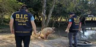 SAN LUIS DEL PALMAR: POLICÍA RECUPERA IMPORTANTE CANTIDAD DE ANIMALES PORCINOS QUE FUERAN ROBADOS