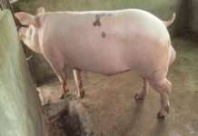 ITATI: HALLAN A UN ANIMAL PORCINO QUE SE HABRÍA EXTRAVIADO Y LO DEVOLVIERON A SU DUEÑO