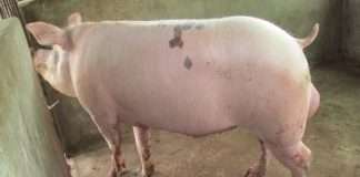 ITATI: HALLAN A UN ANIMAL PORCINO QUE SE HABRÍA EXTRAVIADO Y LO DEVOLVIERON A SU DUEÑO