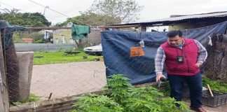 EMPEDRADO: SECUESTRAN 32 PLANTAS DE MARIHUANA