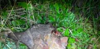 VIRASORO: DETIENEN A UNA PERSONA QUE ESTARIA VINCULADO AL ROBO DE UN ANIMAL VACUNO