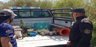 BARRIO PUNTA TAITALO: TRAS UN ALLANAMINETO, LA POLICÍA SECUESTRÓ 77 PLANTINES DE MARIHUANA Y APRENDIERON A UN HOMBRE