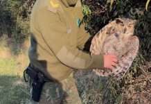 ESQUINA: PONEN A RESGUARDO A UN “ÑACURUTÚ” JOVEN Y LO DEVUELVEN A SU HÁBITAT NATURAL