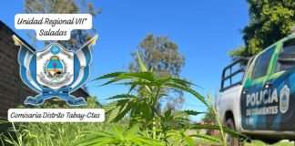 TABAY: LA POLICÍA, HALLÓ Y SECUESTRÓ DE LA VÍA PÚBLICA DIEZ PLANTINES PRESUMIBLEMENTE DE MARIHUANA