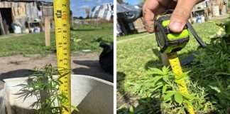 CONCEPCIÓN: POLICIA DE CORRIENTES SECUESTRÓ ARMAS DE FUEGO, CELULARES, NOTEBOOKS, CIGARRILLOS, PLANTAS DE MARIHUANA Y $27.000.000 EN EFECTIVO. CINCO PERSONAS FUERON DETENIDAS