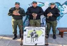 SAN ROQUE: RESCATAN TRES CARPINCHOS JOVENES CUANDO INTENTABAN SER COMERCIALIZADOS