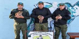 SAN ROQUE: RESCATAN TRES CARPINCHOS JOVENES CUANDO INTENTABAN SER COMERCIALIZADOS