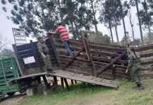 CURUZÚ CUATIÁ: SECUESTRAN 22 TERNEROS SIN GUIA