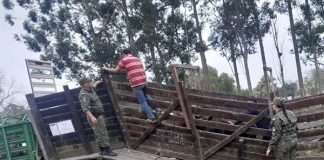 CURUZÚ CUATIÁ: SECUESTRAN 22 TERNEROS SIN GUIA