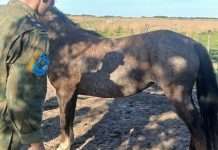 CONCEPCIÓN: RECUPERAN Y SECUESTRAN UN ANIMAL EQUINO. DETUVIERON A UNA PERSONA