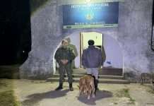 GOYA: LA VIDA TE DA SORPRESAS … SE ESTABAN ROBANDO UN TERNERO DENTRO DE UN VIHÍCULO AUTOMOTOR. HAY UN DETENIDO