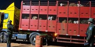 SANTO TOMÉ: POLICIA DE CORRIENTES SECUESTRA UN CAMION CON GANADOS VACAUNOS CON IRREGULARIDADES EN SU TRASLADO